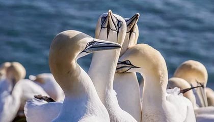 开云体育下载-ESPN评美国巴黎奥运会最强阵容 詹姆斯KD库里领衔