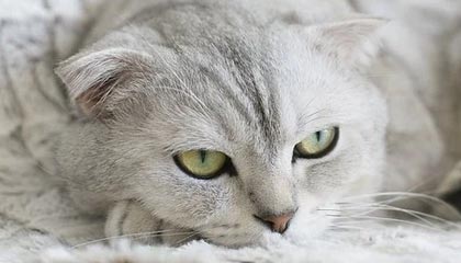 Kaiyun网站：开启云端生活的新便捷之门